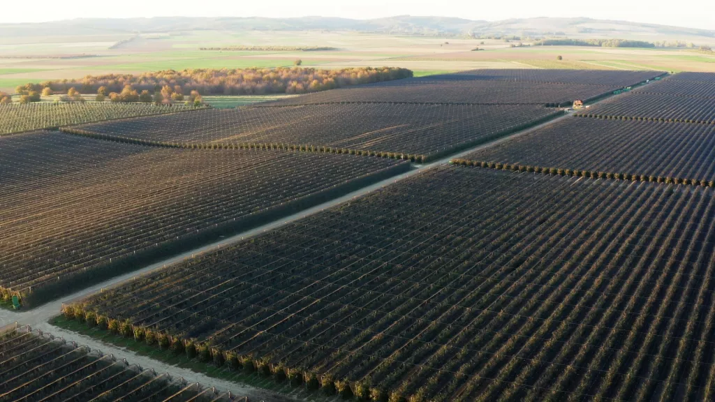 Tvrtka Rabo, voćnjaci