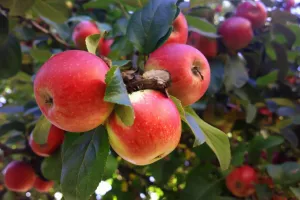 80 godina<br>Utemeljeno 1942.<br>PZ KRAPINA, Velika Ves<br>Pod nazivom Sveopća seljačka gospodarska zadruga zagorskih privrednika s.o.j. Krapina utemeljena je Krapina, poljoprivredna zadruga. S radom je započela s upisom u zadružni registar kod Sudbenog stola u Varaždinu 7. siječnja 1942. Zadruga u kojoj je osam zadrugara pretežno djeluje na području svog grada. Bavi se proizvodnjom jabuka na vlastitoj ekonomiji u Velikoj Vesi, proizvodnjom lampiona, te proizvodnjom cijepanog ogrjevnog drva u Lepajcima.<br>