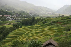 Vijetnam, rižino polje