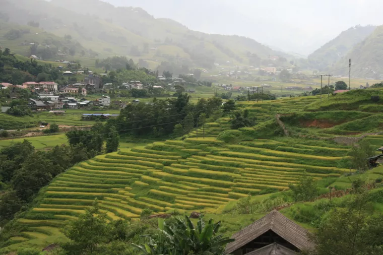Vijetnam, rižino polje