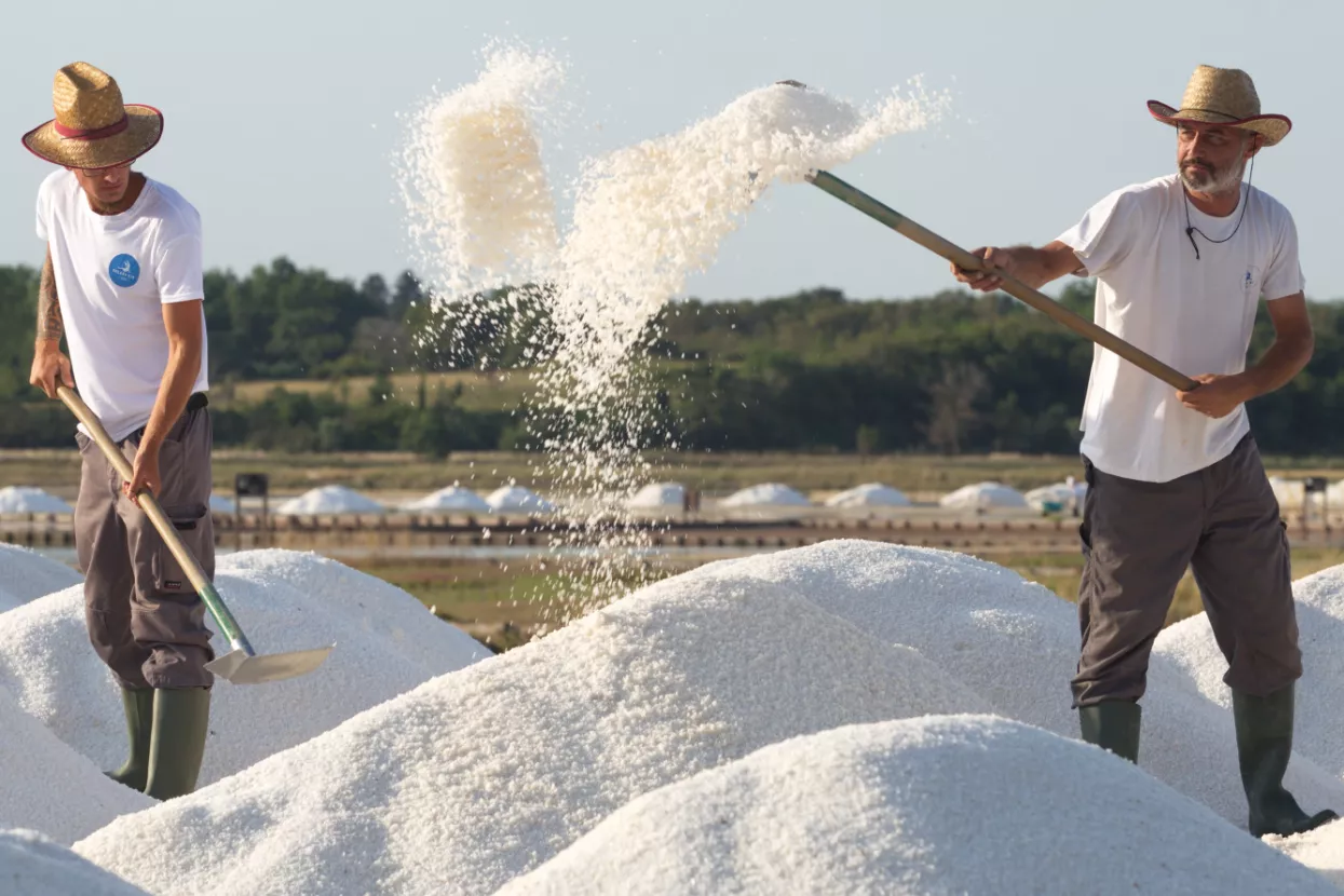Solana Nin, proizvodnja sili, radnici u solani, sol, berba soli