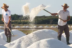 Solana Nin, proizvodnja sili, radnici u solani, sol, berba soli