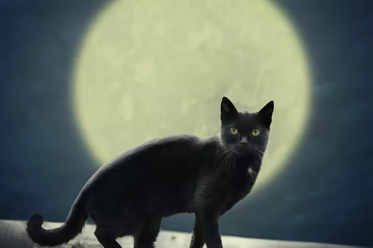 Praznovjerje, crna mačka