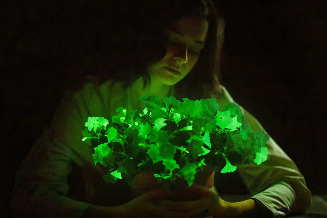 Genetski uređene petunije proizvode neonsko zelenu nijansu zahvaljujući dodatku DNK iz vrste bioluminiscentne gljive nazvane Neonothopanus nambi koja se obično nalazi u tropskim šumama