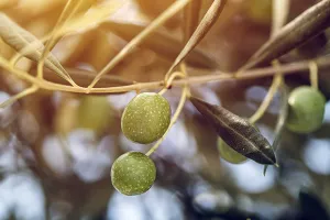 Ministarstvo poljoprivrede stavilo je melem na staru ranu