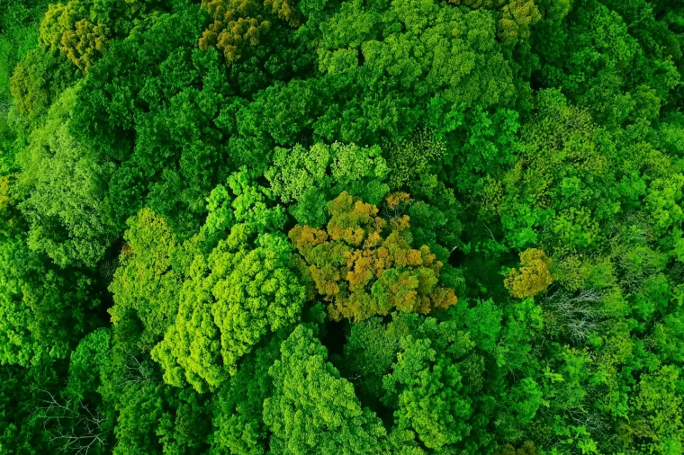 šuma, ugljična kompenzacija, ugljični offset