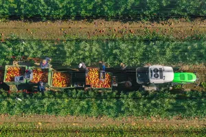 ENNA Fruit vlasnik je plantaže u Kloštar-Ivaniću na kojoj se na 160 hektara uzgaja više sorata jabuka