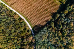 pp orahovica vinograd albus 