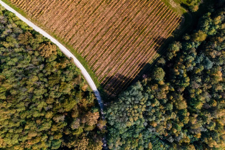 pp orahovica vinograd albus 