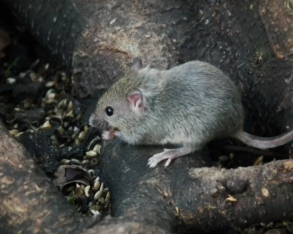 Studije na životinjama pokazale su da NAD može pomoći u popravku DNK što dovodi do dugovječnosti. NAD+ pokazao je pozitivne učinke na zdravlje, poput usporavanja napredovanja Alzheimerove bolesti kod miševa