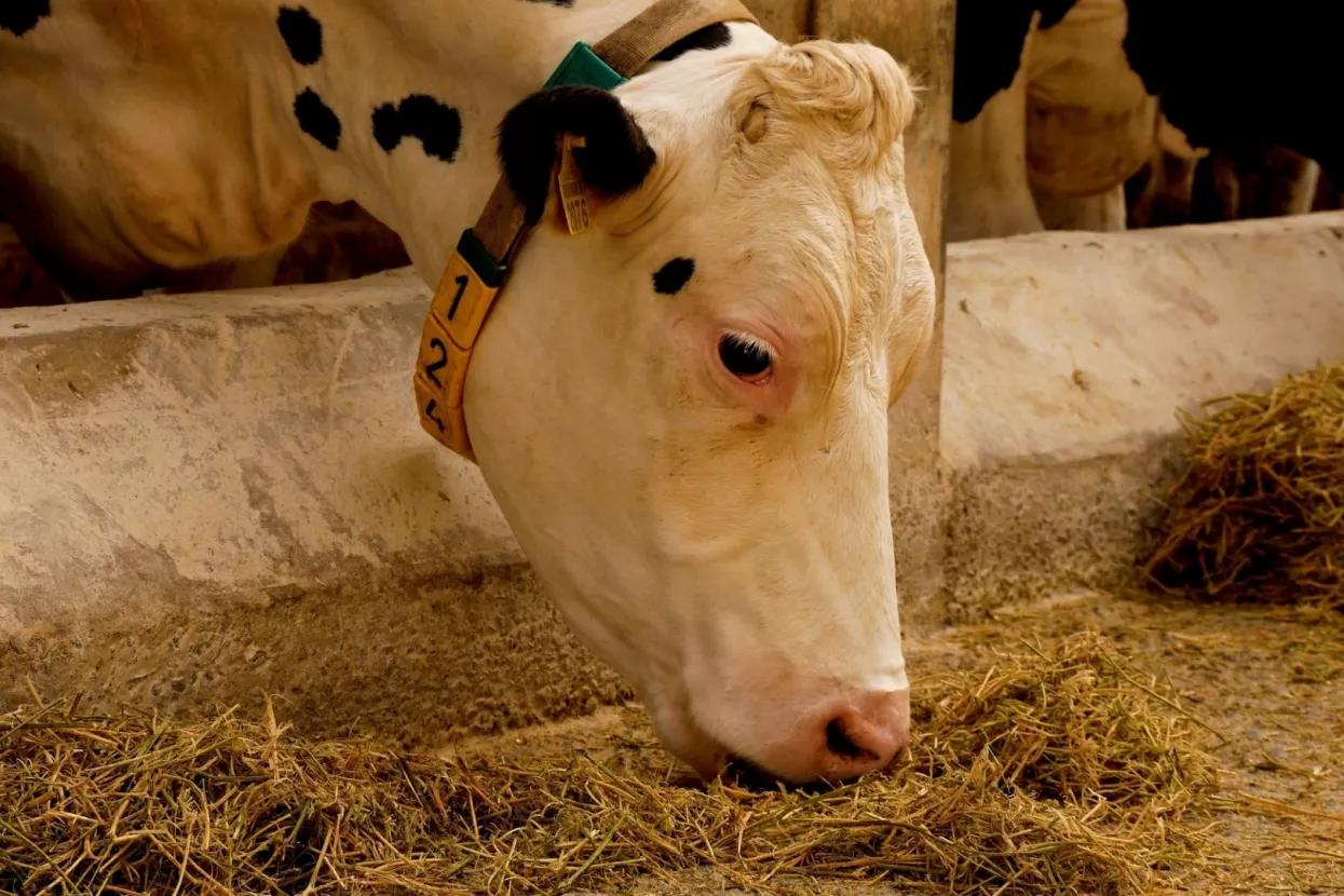 krava, mlijeko, proizvodnja mlijeka