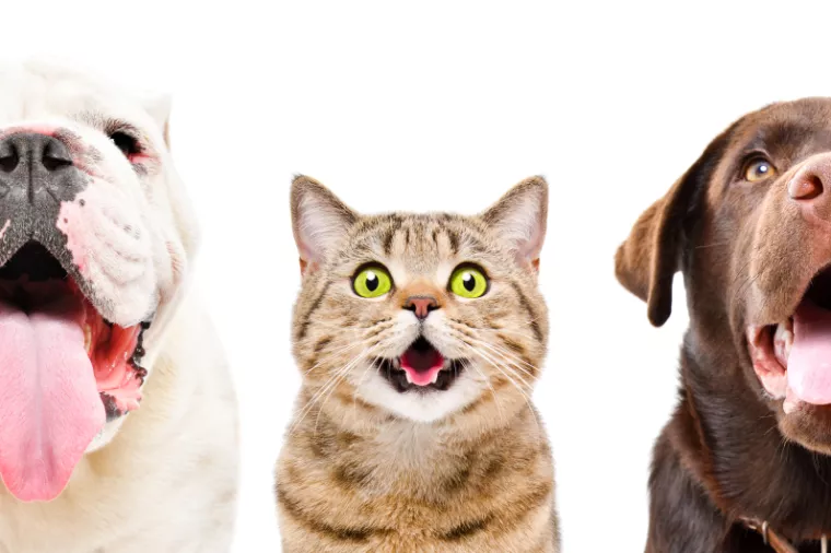 Uzlet animalnog tržišta: Ne štedi se na kućnim ljubimcima