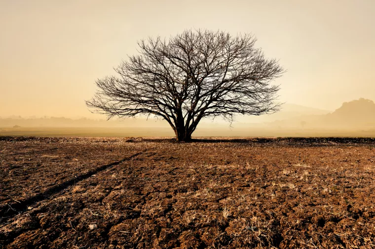 drvo, suho drvo, šuma, konkurentnost