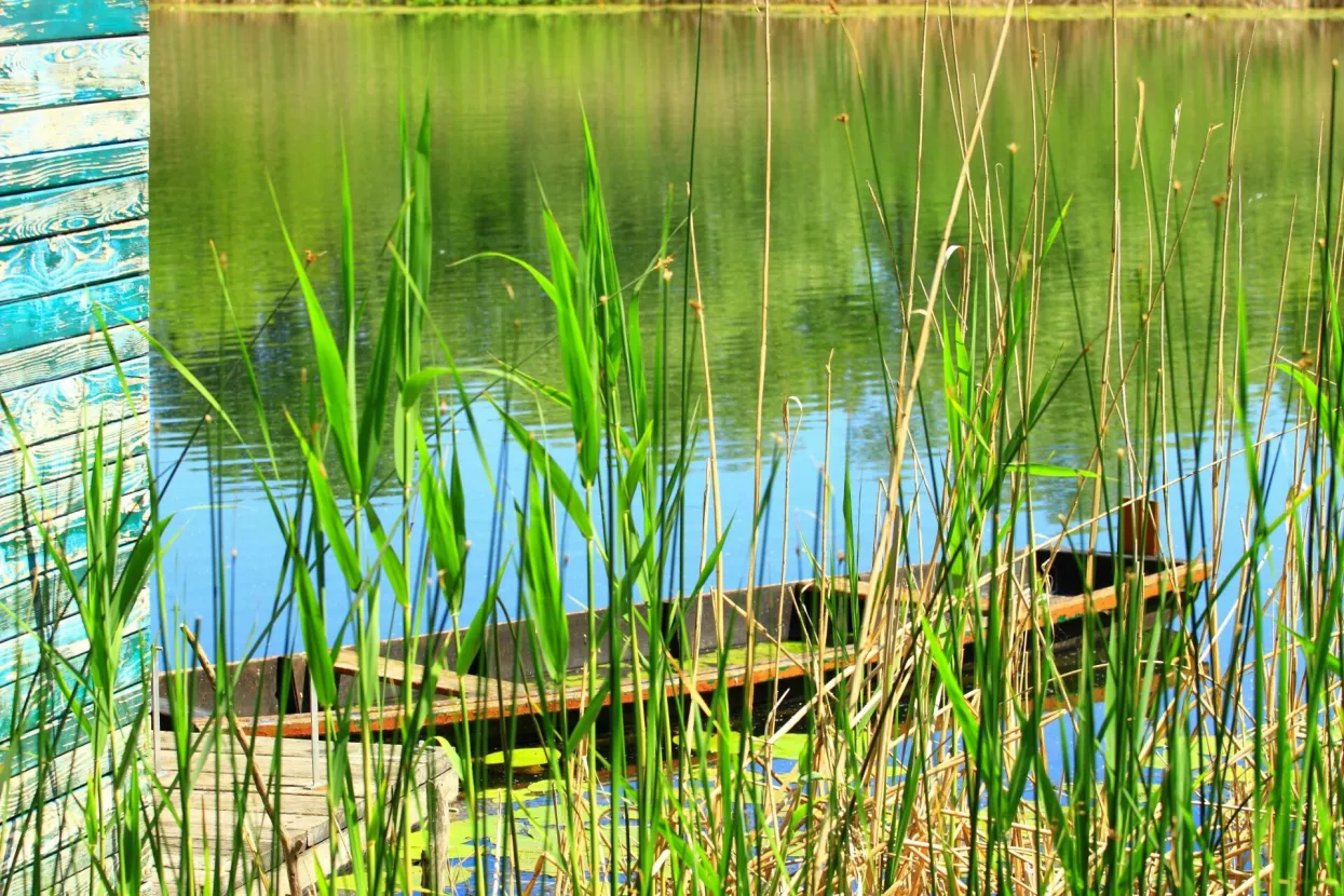 Čamac u &scaron;a&scaron;u