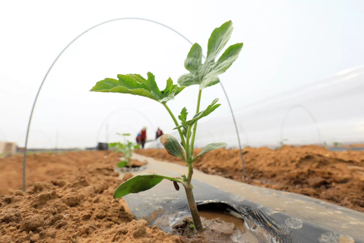 poljoprivreda, poljoprivredna proizvodnja