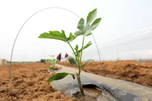 poljoprivreda, poljoprivredna proizvodnja
