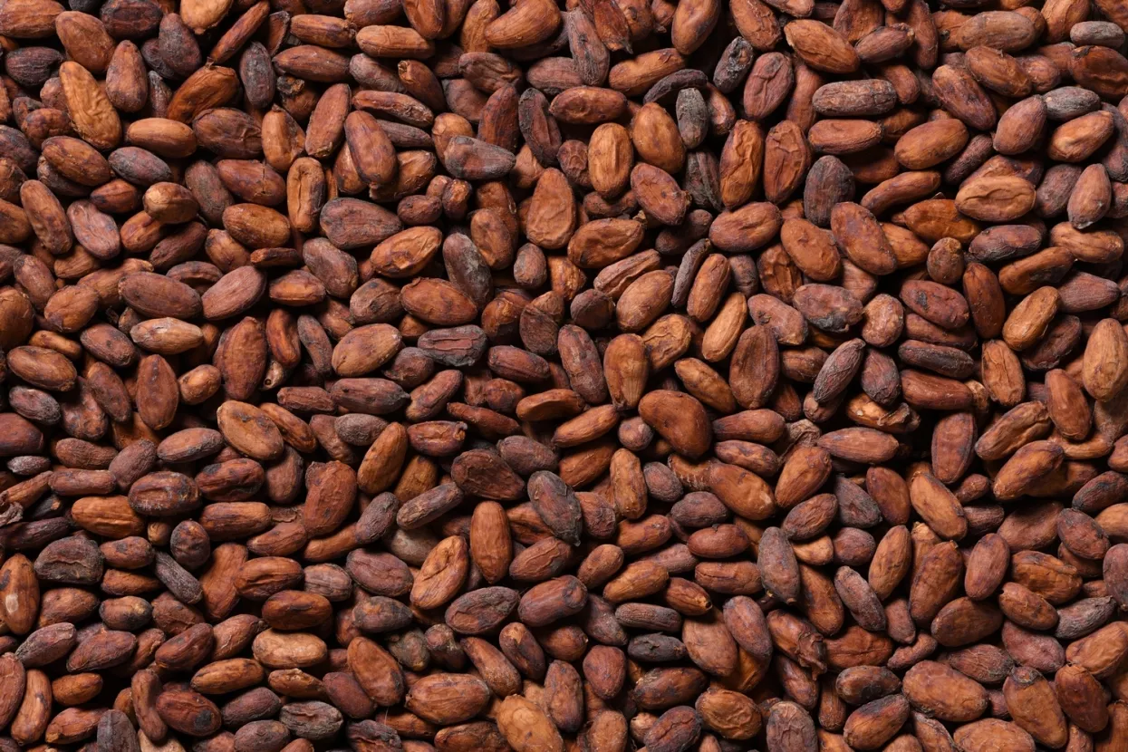 kakaovac zrno