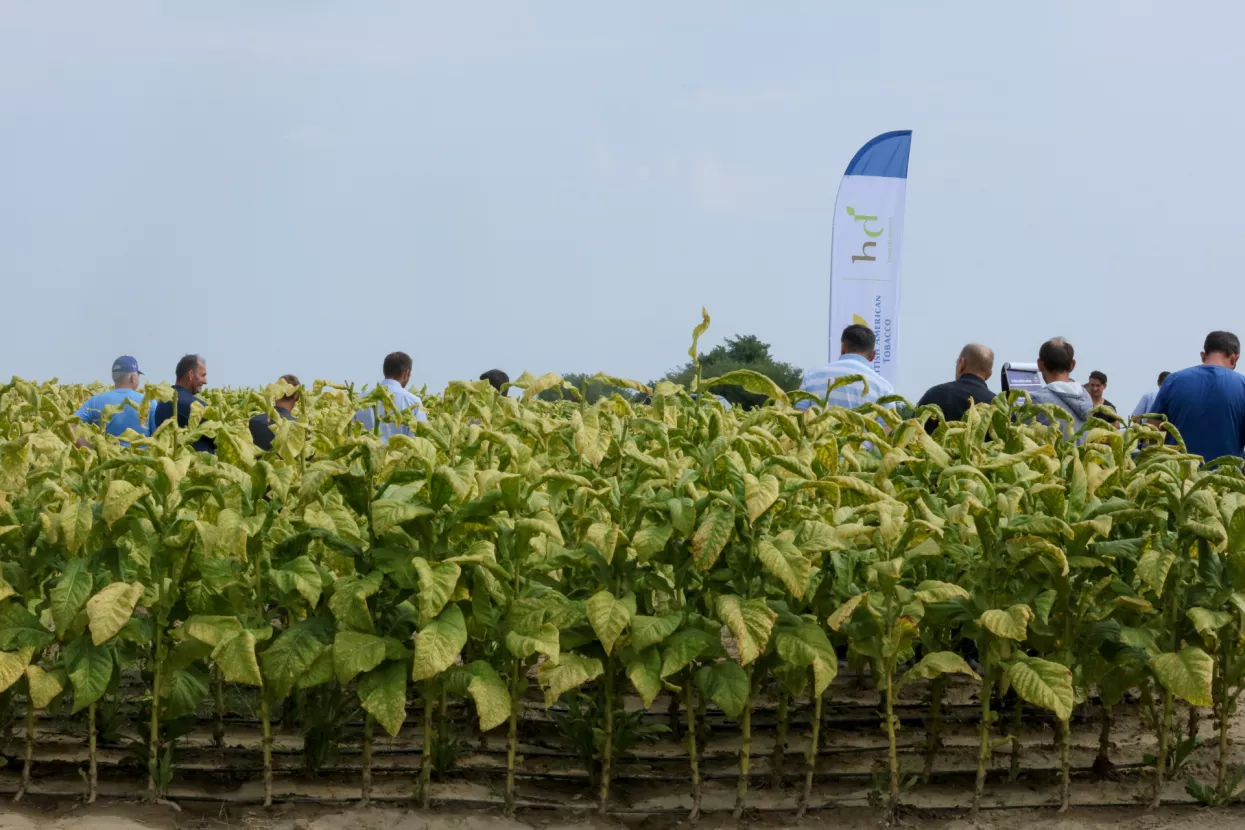 Hrvatski duhani koji posluju u sklopu BAT-a najveći su otkupljivač duhana na području Podravine i Slavonije