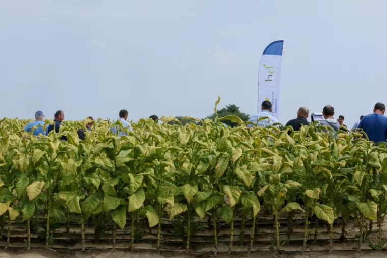Hrvatski duhani koji posluju u sklopu BAT-a najveći su otkupljivač duhana na području Podravine i Slavonije
