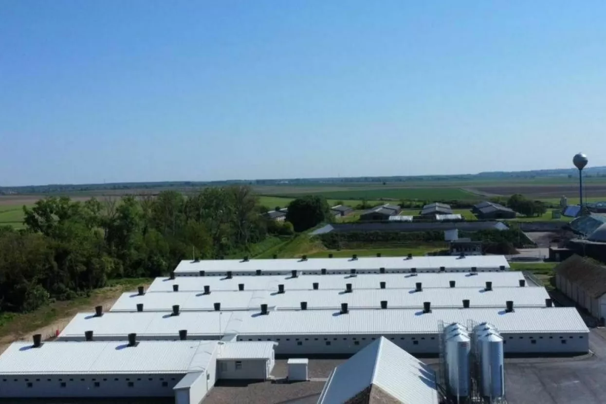 Farma svinja Klisa, Žito grupa