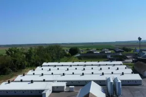 Farma svinja Klisa, Žito grupa