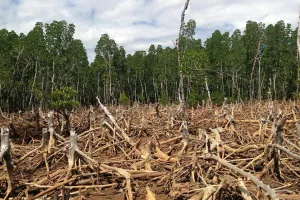 Deforestacija (smanjene udjela šumskog pokrova, najčešće zbog požara ili sječe) i degradacija šuma (smanjenje ili gubitak biološke ili ekonomske produktivnosti i složenosti šumskih ekosustava što rezultira smanjenom ukupnom opskrbom dobrobiti od šuma, kao što je drvo ili bioraznolikost) problemi su koje Europska unija pokušava riješiti još jednom uredbom