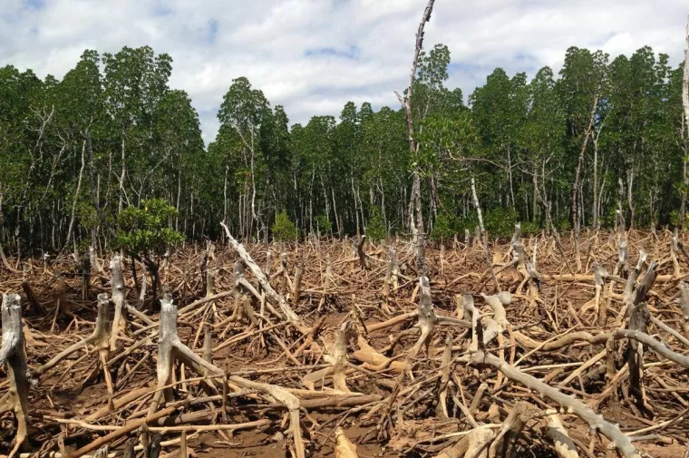 Deforestacija (smanjene udjela šumskog pokrova, najčešće zbog požara ili sječe) i degradacija šuma (smanjenje ili gubitak biološke ili ekonomske produktivnosti i složenosti šumskih ekosustava što rezultira smanjenom ukupnom opskrbom dobrobiti od šuma, kao što je drvo ili bioraznolikost) problemi su koje Europska unija pokušava riješiti još jednom uredbom