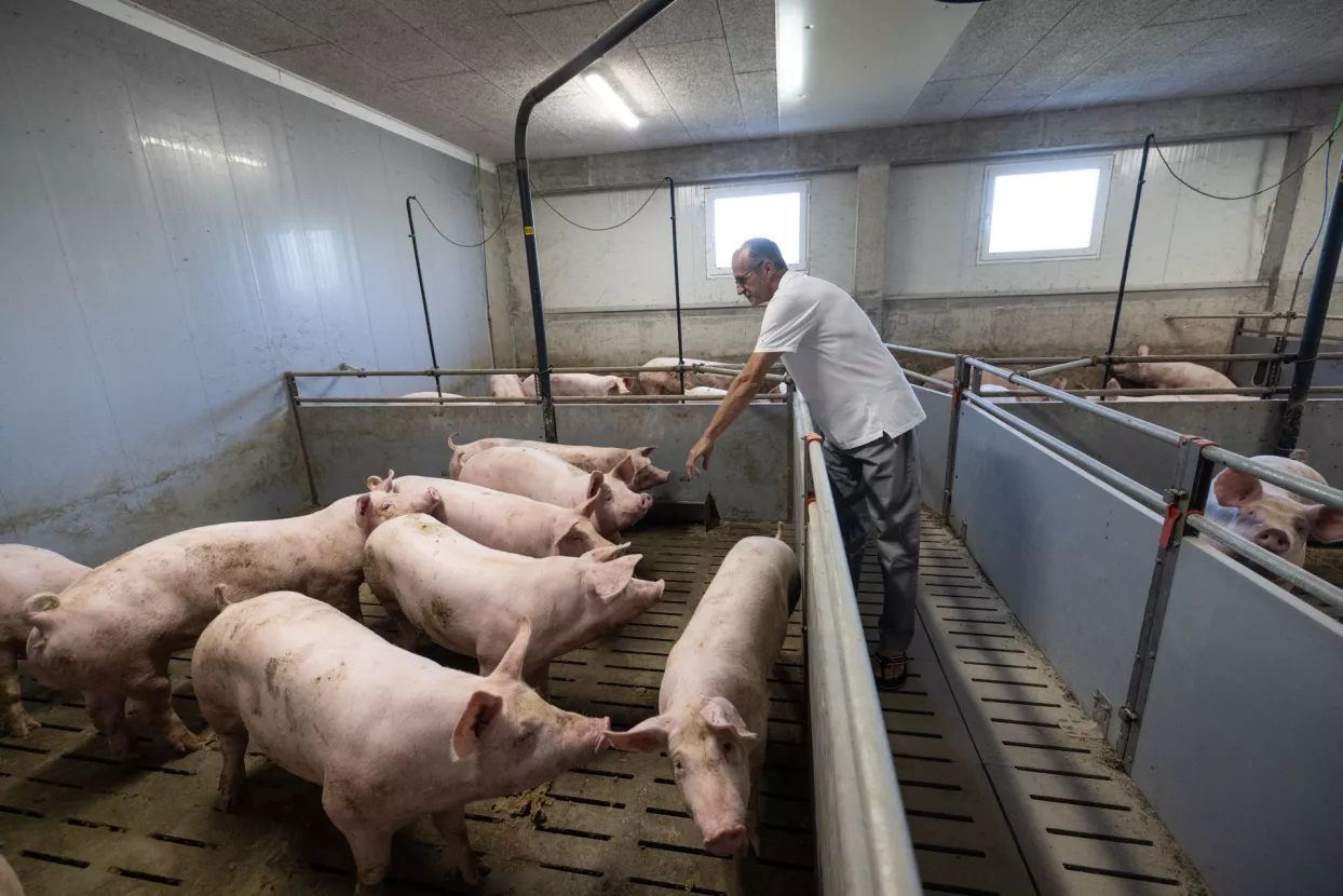 Savjetodavna služba Ministarstva poljoprivrede u Zagrebačkoj županiji.Uzgajivač svinja Ivica Haluga iz Mičevca.