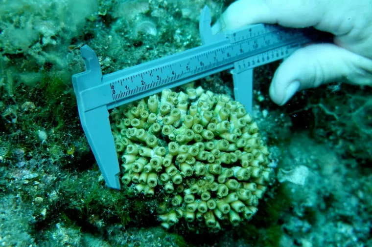 Zaklada za okoli&scaron; dalmatinskih otoka