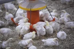 Za jaču imunost perad dobiva i beta-glukan i probiotike. Minerali koje u Purexu dodaju u hranu svojim životinjama isključivo su organskog podrijetla i znatno su skuplji od generičkih