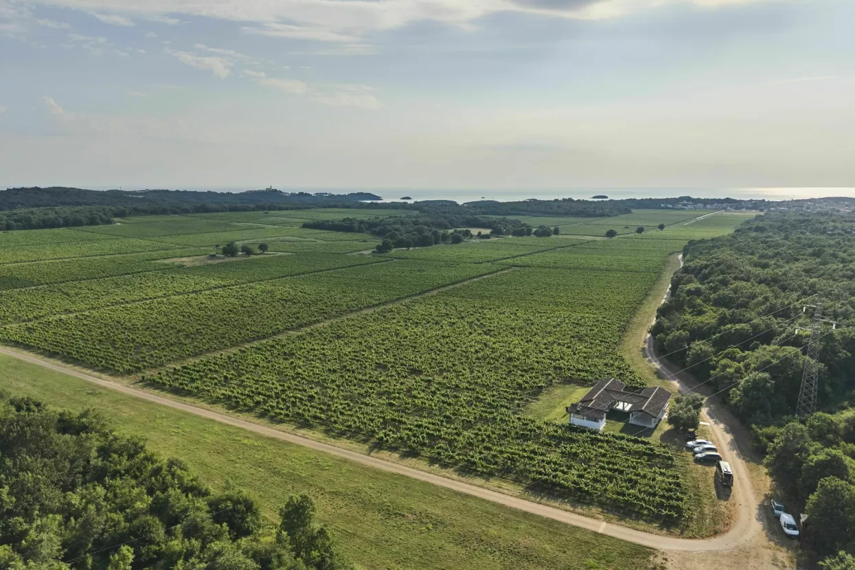 Agrolagunin vinograd u Funtani