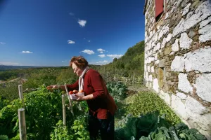 Vrt, rajčica, zdrava hrana,mala domaća poljoprivredna proizvodnja, berba rajčica