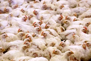 Farme pilića u ZagorjuFarma &Scaron;krlec, Konj&scaron;čina